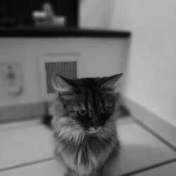 Focket profile photo